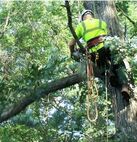 tree cutter spring hill
